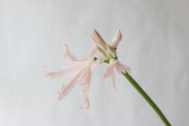 ネリネ ソフィー
