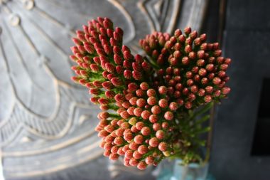 ブルニア(輸入) 花ブログ