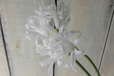 ネリネ ビアンカネープ