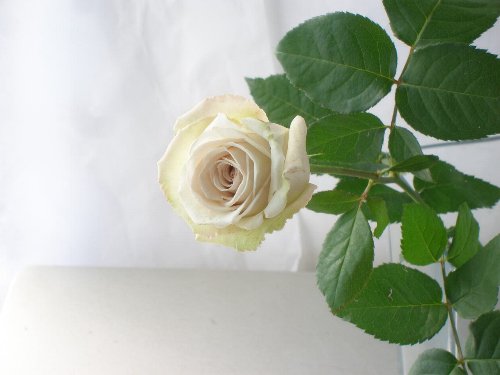 やっぱり一番人気 バラの花チェック 花ブログ