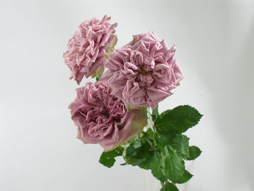 バラ 4月 切花のバラが充実する季節 花ブログ