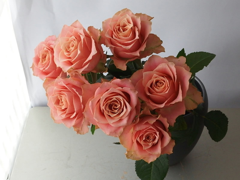 ラブリーバラ サーモン ピンク 最高の花の画像