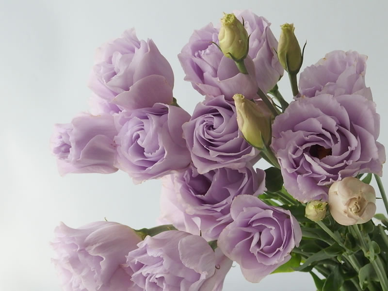 75 トルコ キキョウ 英語 すべての美しい花の画像
