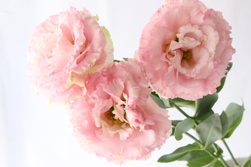 美しい花の画像 無料印刷可能桔梗 ピンク