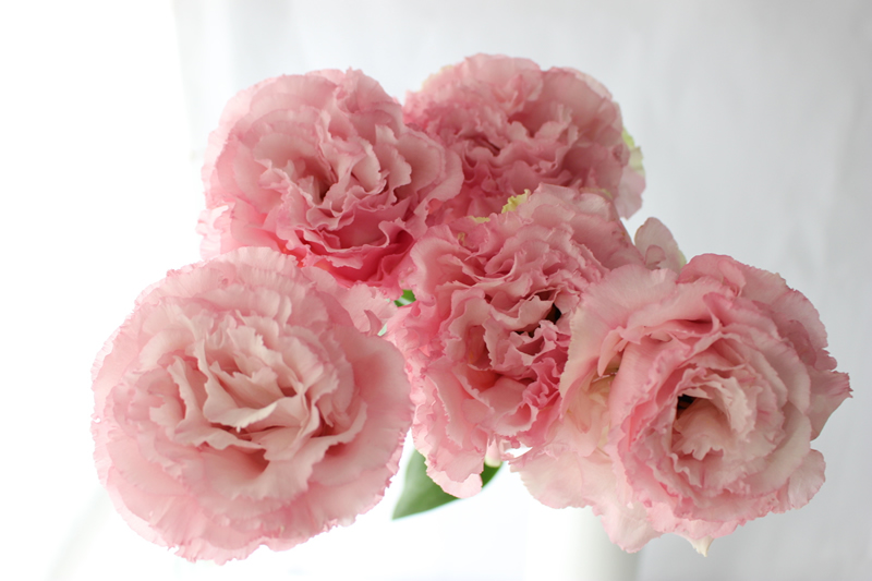 ラブリートルコ キキョウ セレブ ピンク 最高の花の画像