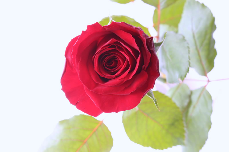 バラ 赤系 花ブログ