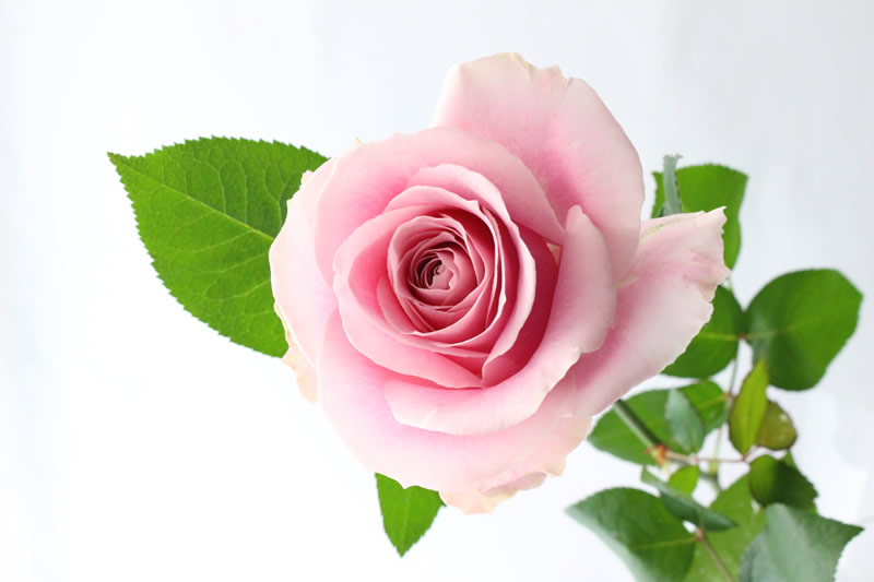 バラ ピンク系 花ブログ