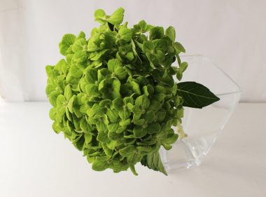 アジサイ 抹茶