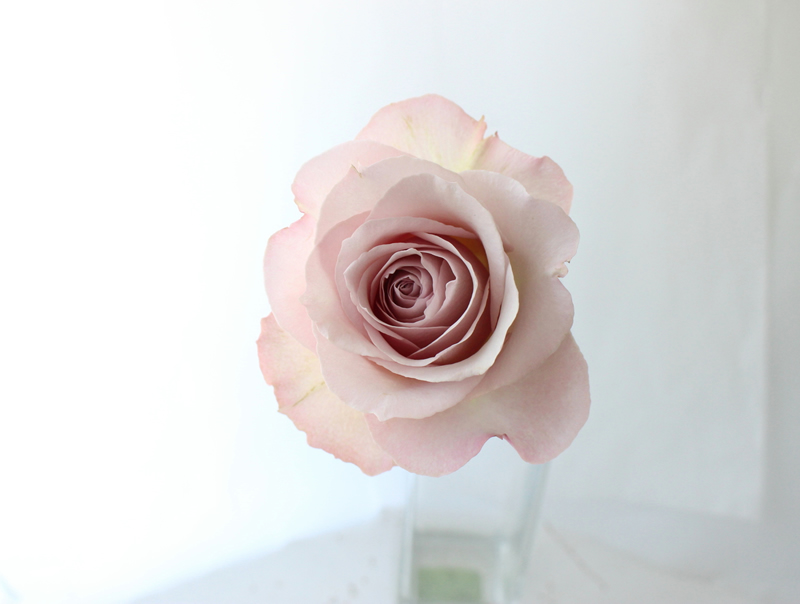 バラ ピンク系 花ブログ