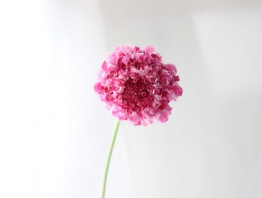 スカビオサ フリフリトモミ