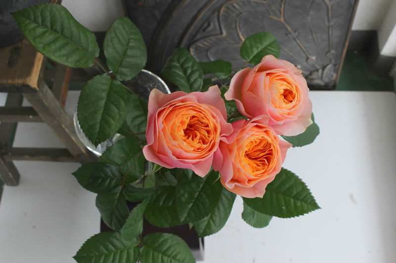 バラ オレンジ系 花ブログ