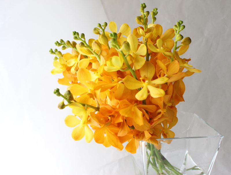 無料ダウンロードモカラ 花 最高の花の画像