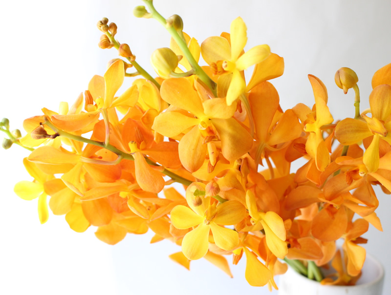 無料ダウンロードモカラ 花 最高の花の画像