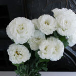 トルコキキョウ 花ブログ