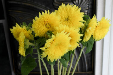 ひまわり 種類 画像 花ブログ