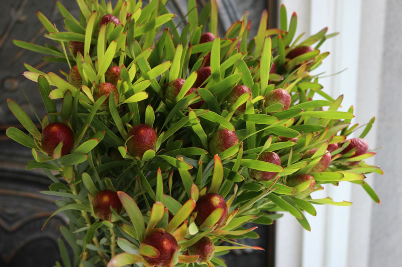 リューカデンドロン 花ブログ