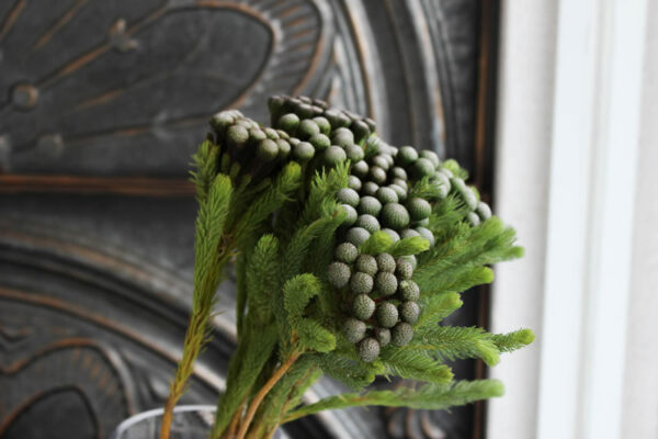 ブルニア | 花ブログ