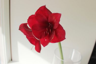 アマリリス ロイヤルベルベット