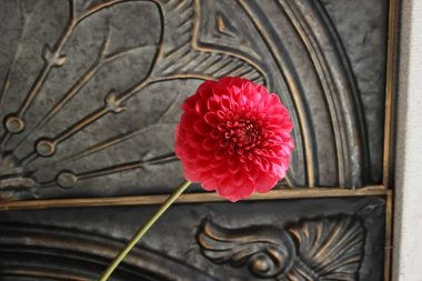 ダリア アサヒテマリ