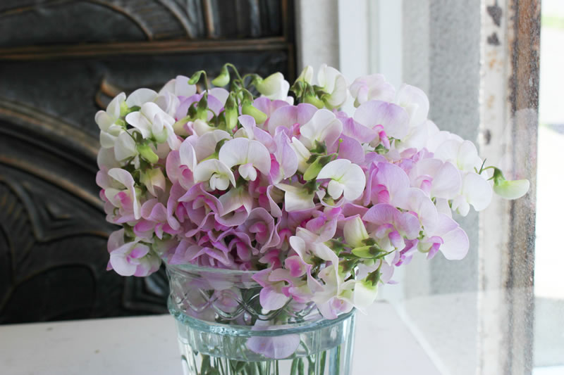 スイートピー 花ブログ スイートピー 花ブログ