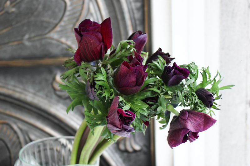 アネモネ 花ブログ